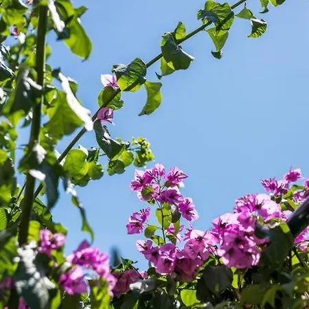 Giardino Apartman *