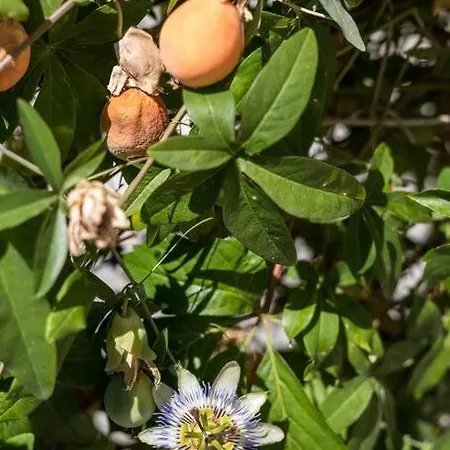 Giardino * 斯普利特